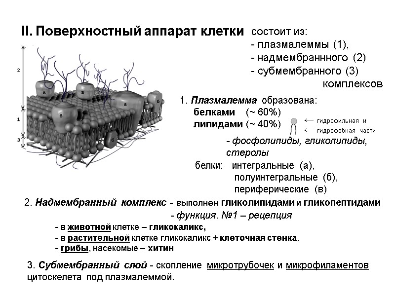 II. Поверхностный аппарат клетки состоит из: - плазмалеммы (1),   надмембраннного (2) 